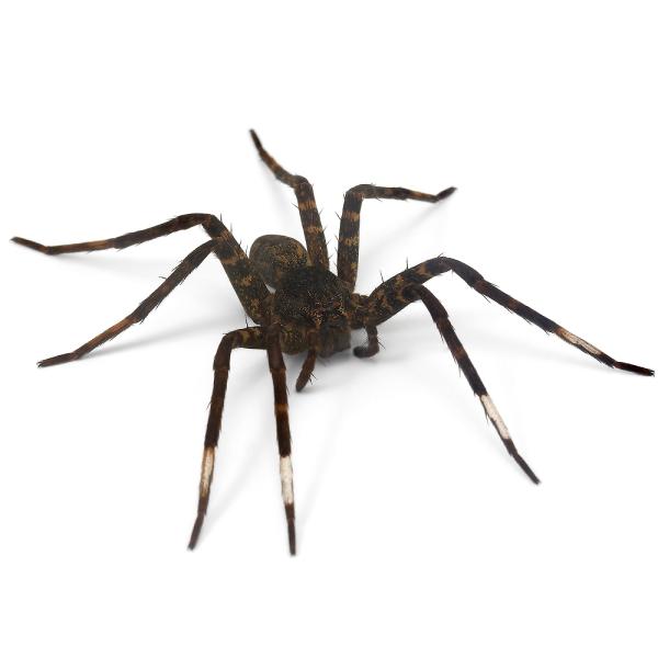 PF_SPQ　昆虫　クモ　蜘蛛　くも　節足動物　奇虫　奇蟲　Dolomedes　orion　オオハシリグモ　コモリグモ　アシダカグモ　20251011　y25m10　2025kouki　2025tuuki　JA