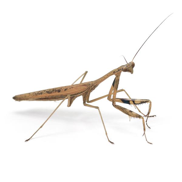 （昆虫）スジイリコカマキリ　オス　成虫　ＷＤ（１匹）