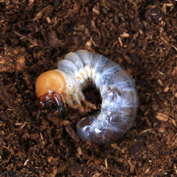 PF_SPQ　クワガタ　ノコギリクワガタ　ドルサリスノコギリクワガタ　色虫　Prosopocoilus　dorsalis　dorsalis　外国産クワガタ（幼虫）　クワガタ色虫　幼虫　昆虫生体　20251127　y25m11　2025kou...