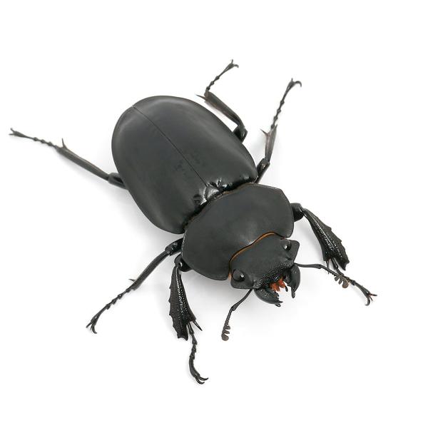 PF_SPQ　nesia_insect　▲クワガタ　オドントラビス　カブト・クワガタ・用品　カブトムシ・クワガタ　外国産クワガタ（成虫）　ツヤクワガタ　スチーブン　スティーブン