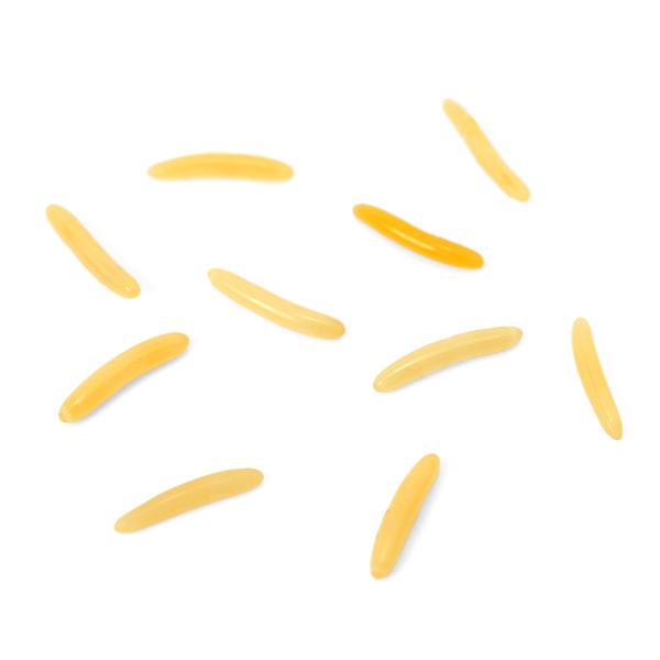 PF_SPQ　_insect　insect_database　コオロギ　幼虫　たまご　卵　産卵　Prosopogryllacris　japonica　直翅目　バッタ　20251221　y25m12　2026zenki　JA　kongetsu...