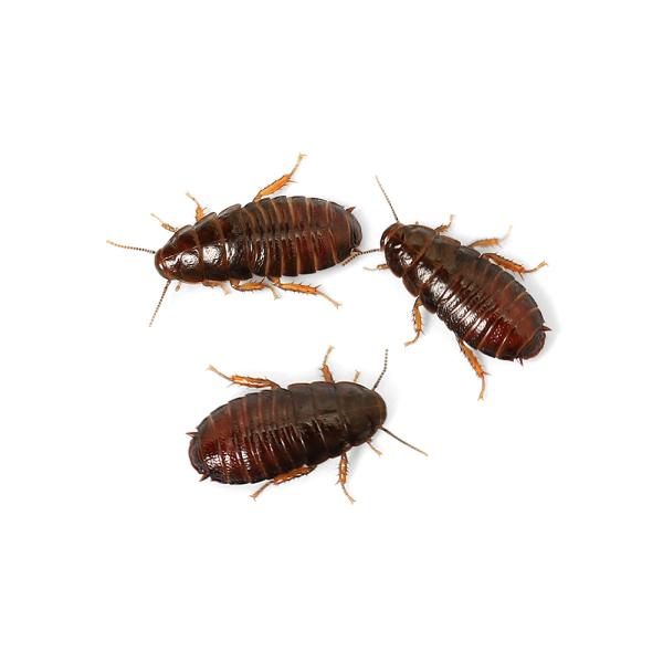 PF_SPQ　昆虫　ゴキブリ　国産ゴキブリ　クチキゴキブリ　Panesthia　angustipennis　spadica　20251221　y25m12　2026zenki　JA　kongetsunyukainsect