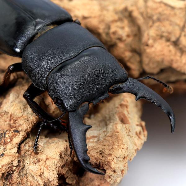 PF_SPQ　昆虫　クワガタムシ　日本産　本土産　ヒラタクワガタ　本土ヒラタ　Dorcus　titanus　pilifer　20251213　y25m12　2026zenki　2026tuuki　ＹＯ