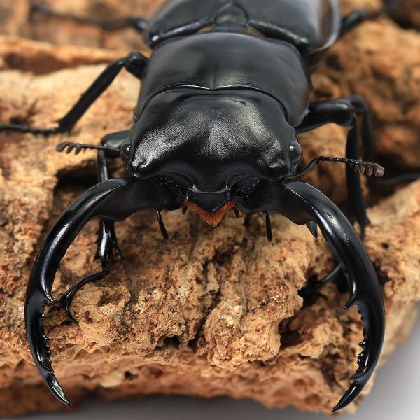 PF_SPQ　昆虫　クワガタ　シカクワガタ　オオシカクワガタ　外国産クワガタ　Rhaetus　westwoodi　westwoodi　ウエストウッディオオシカクワガタ　ウェストウッディオオシカクワガタ　20250620　y25m06　202...