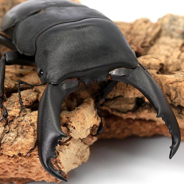 PF_SPQ　nesia_insect　昆虫　▲クワガタ　クワガタ　外国産クワガタ　外国産ヒラタクワガタ　フィリピンオオヒラタ　フィリピンヒラタ　オオヒラタ　ドルクス属　Dorcus　titanus　imperialis　2026zenki...