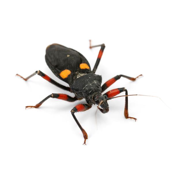 PF_SPQ　昆虫　カメムシ　サシガメ　アサシンバグ　Platymeris　rhadamanthus　その他昆虫　トウモンオオサシガメ　モンボオオサシガメ　奇虫　奇蟲　y26m01　20260115　2026zenki　JA　kongets...