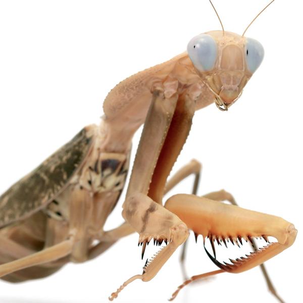 PF_SPQ　昆虫　カマキリ　Rhombodera　kirbyi　直翅類　直翅目　20260115　y26m01　2026zenki　JA　kongetsunyukainsect