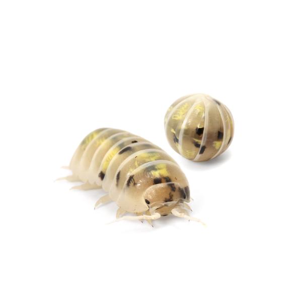 昆虫　Armadillidium　vulgare　ダンゴムシ　オカダンゴムシ　ワラジムシ　だんごむし　奇虫　奇蟲　20260121　y26m01　2026zenki　JA　kongetsunyukainsect