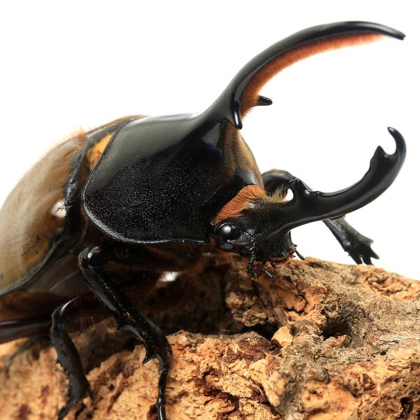 PF_SPQ　_insect　カブト　ダイナステス　外国産カブト（成虫）　成虫　ヘラクレス　ヘラクレスリッキー　ヘラクレスオオカブト　Dynastes　hercules 　lichyi　20260117　y26m01　2026zenki　JA