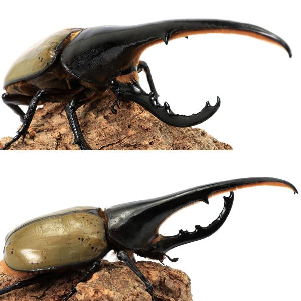 PF_SPQ　sfset　カブト　ダイナステス　外国産カブト　ヘラクレス・ヘラクレス　ヘラクレスオオカブト　ヘラヘラ　hercules_hercules　Dynastes　hercules　hercules　昆虫生体　202601　y26m...