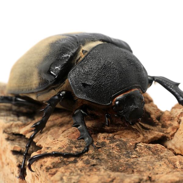 ▲カブト　メガソマ　カブト・クワガタ・用品　カブトムシ・クワガタ　外国産カブト（成虫）　kaijyo　昆虫生体　20250520　y25m05　2025zenki　2025tuuki　youchi