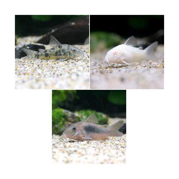 _aqua　熱帯魚・エビ他　コリドラス　ショートノーズ　コリドラス・トリオ　３匹　各種１匹　ビギナーにオススメ　ビギナー小型向け生体　Ｈｏｐｌｉｓｏｍａ　ｐａｌｅａｔｕｍ　Ｃｏｒｙｄｏｒａｓ　ｐａｌｅａｔｕｓ　Ｏｓｔｅｏｇａｓｔｅｒ　ａｅｎ...