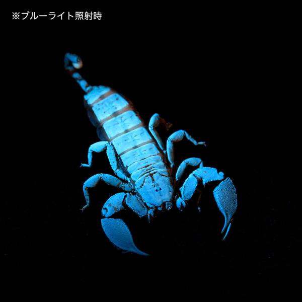 �i�����j���G���}�T�\���@�c�́@�b�a�i�P�C�j ���i�摜2