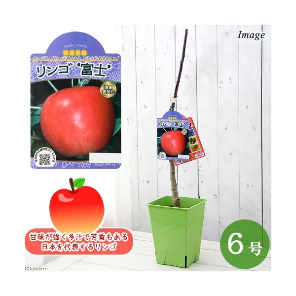 観葉植物 果樹苗 ベランダ リンゴ 富士 ７号 １鉢 家庭菜園 チャーム Charm Paypayモール店 通販 Paypayモール