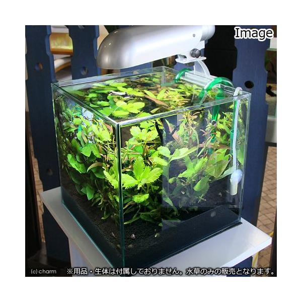 驚きの値段 水草 小型水槽用水草１２種セット アヌビアスナナ ２ ウィローモス付流木 ２ 水上葉 １０種 ５ 説明書付 新品即決 Www Iacymperu Org