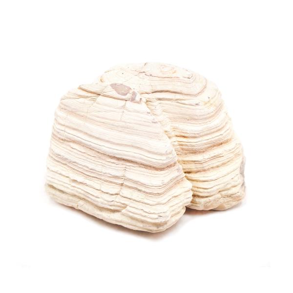 形状お任せ　淡層石　Ｓサイズ（約８〜１３ｃｍ）　１個　アクアリウム　レイアウト素材　2250008081152　アクアリウム用品　アクア用品　素材　レイアウト素材　レイアウト　石　岩　飾り石　天然石　天然岩　自然石　ロック　ストーン　レイア...