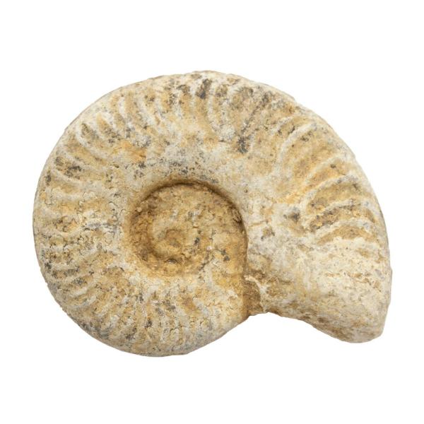 札幌【特大 希少 アンモナイト 化石 幅約40cm 縫合線】パワーストーン