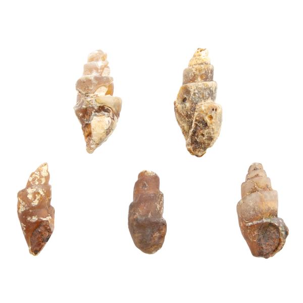 形状お任せ　モロッコ産　瑪瑙化　巻貝化石　５個　始新世　貝化石　化石　鉱石　鉱物　コレクション　テラリウム　パルダリウム　古代　2250008095791　kszk　sk0311_n　20240827　y24m08　pus2501leaf0...