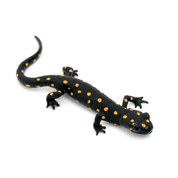 ストラウヒツエイモリイモリ2024CB