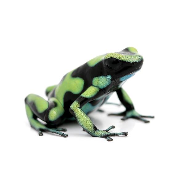 PF_SPQ　カエル　生体　_hachu　sfset　Dendrobatidae　オタマ　両生　両爬生体　亀・爬虫類カエル　amp_Frog　amp_Land_Frog　terra_seitai　kokuubinn_ng　frog_ydk　...