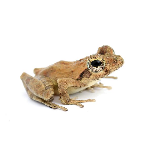 PF_SPQ　_kame　Hylidae　カエル　両生　両爬生体　amp_Frog　terra_seitai　kokuubinn_ng　カジカガエル　河鹿蛙　Ｂｕｅｒｇｅｒｉａ　ｂｕｅｒｇｅｒｉ　_hachu　reptile_databas...