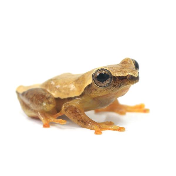 Adam Binder 動物　カエル【750個限定】 チャーム（ペット） （両生類）ブチハラクサガエル WC個体（1
