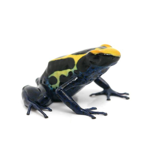 PF_SPQ　カエル　生体　_hachu　sfset　Dendrobatidae　オタマ　両生　両爬生体　亀・爬虫類カエル　amp_Frog　amp_Land_Frog　terra_seitai　kokuubinn_ng　reptile_d...