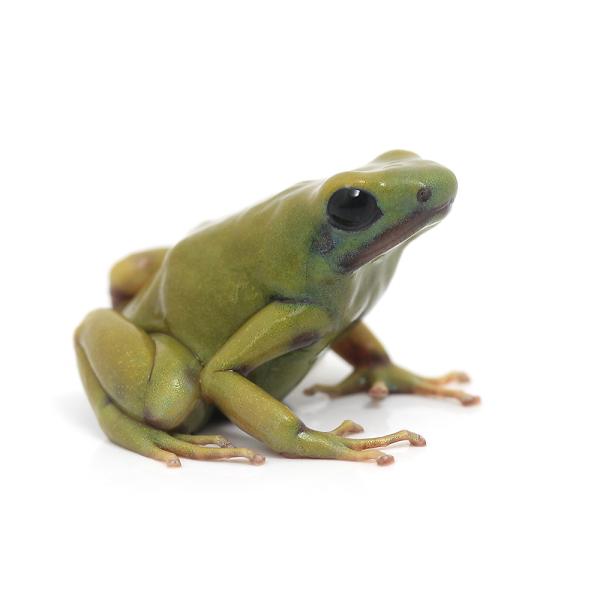 PF_SPQ　sfset　_hachu　Dendrobatidae　カエル　オタマ　両生　両爬生体　亀・爬虫類カエル　amp_Frog　amp_Land_Frog　terra_seitai　kokuubinn_ng　reptile_data...