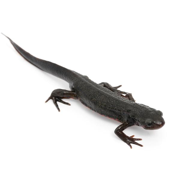 Urodela　熱帯魚・エビ他　ザリガニ・その他生体　両爬生体　亀・爬虫類イモリ　アカハライモリ　terra_seitai　kokuubinn_ng　reptile_databas　Ｃｙｎｏｐｓ　ｐｙｒｒｈｏｇａｓｔｅｒ　レア　赤　赤腹赤　...