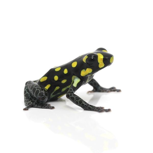 PF_SPQ　カエル　生体　_hachu　sfset　Dendrobatidae　vanzolinii　Ranitomeya　ヤドクガエル　オタマ　両生　両爬生体　亀・爬虫類カエル　amp_Frog　amp_Land_Frog　terra_...