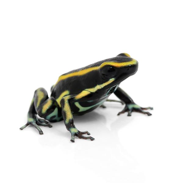 PF_SPQ　カエル　生体　_hachu　sfset　Dendrobatidae　オタマ　両生　両爬生体　亀・爬虫類カエル　amp_Frog　amp_Land_Frog　terra_seitai　kokuubinn_ng　reptile_d...