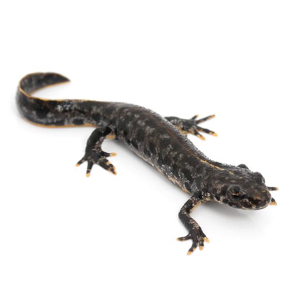 PF_SPQ　_hachu　Urodela　熱帯魚・エビ他　ザリガニ・その他生体　両爬生体　kokuubinn_ng　有尾類　reptile_databas　amp_Newt　kmwr_rep_seitai　eccentric_amp　ka...