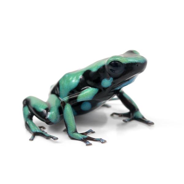 PF_SPQ　カエル　生体　_hachu　sfset　Dendrobatidae　オタマ　両生　両爬生体　亀・爬虫類カエル　amp_Frog　amp_Land_Frog　terra_seitai　kokuubinn_ng　frog_ydk　...