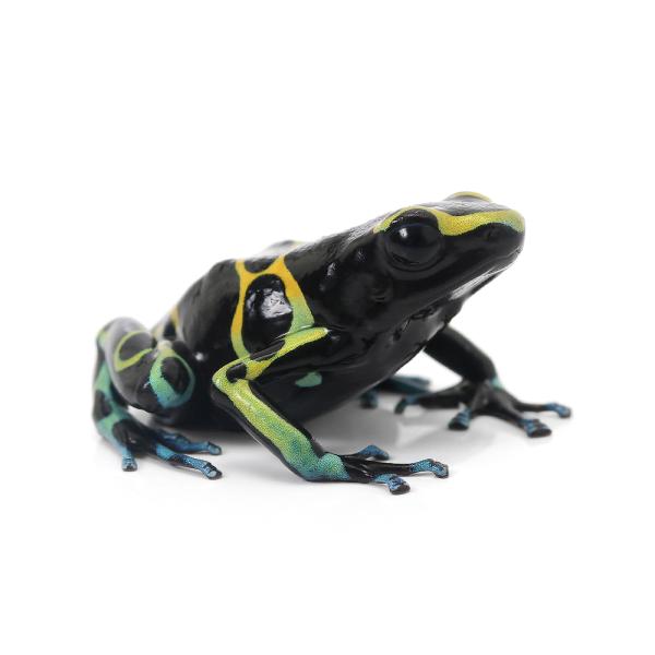 PF_SPQ　カエル　生体　_hachu　sfset　Dendrobatidae　オタマ　両生　両爬生体　亀・爬虫類カエル　amp_Frog　amp_Land_Frog　terra_seitai　kokuubinn_ng　reptile_d...