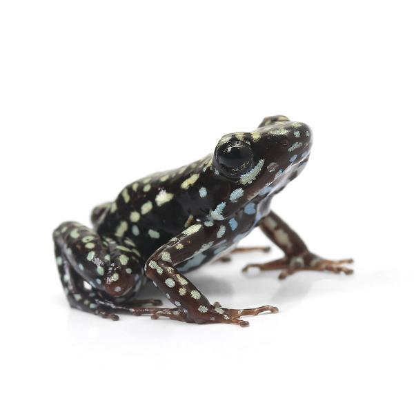 PF_SPQ　カエル　生体　sfset　_hachu　Dendrobatidae　オタマ　両生　両爬生体　亀・爬虫類カエル　amp_Frog　amp_Land_Frog　terra_seitai　kokuubinn_ng　reptile_d...