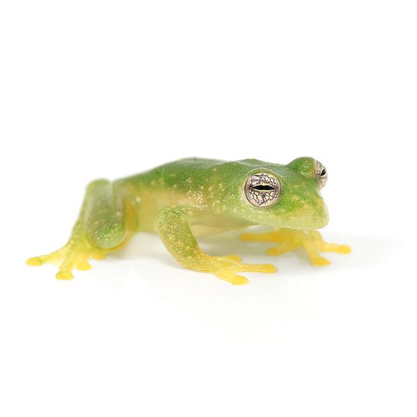 PF_SPQ　カエル　生体　sfset　_hachu　Hylidae　オタマ　両生　両爬生体　亀・爬虫類カエル　amp_Frog　terra_seitai　kokuubinn_ng　amp_Tree_Frog　ＲＹＭ　20240130　アマ...