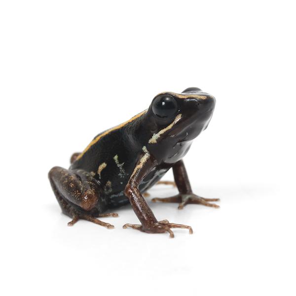 PF_SPQ　カエル　生体　sfset　_hachu　Dendrobatidae　ヤドクガエル　オタマ　両生　両爬生体　亀・爬虫類カエル　amp_Frog　amp_Land_Frog　terra_seitai　kokuubinn_ng　re...