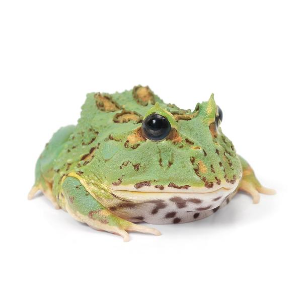 両生類）一点物 クランウェルツノガエル 色彩変異個体 CC−117