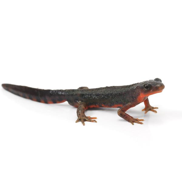 極美品【1点物】アカハライモリ② 8-9cm 50ml 両生類）一点物 アカハライモリ 八丈島産 WC セレクト個体