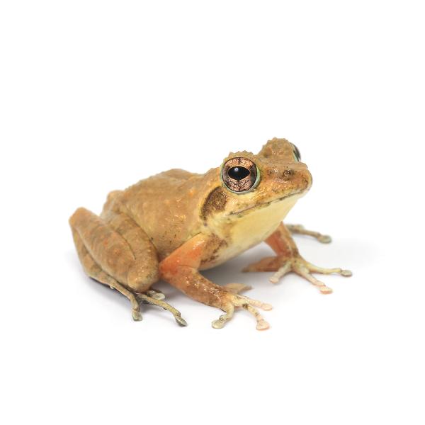 PF_SPQ　_kame　Hylidae　カエル　両生　両爬生体　amp_Frog　terra_seitai　kokuubinn_ng　カジカガエル　河鹿蛙　Ｂｕｅｒｇｅｒｉａ　ｂｕｅｒｇｅｒｉ　_hachu　reptile_databas...