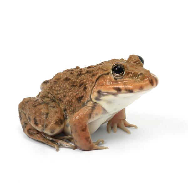 PF_SPQ　Bombina　カエル　オタマ　両生　両爬生体　亀・爬虫類カエル　amp_Frog　okite0223爬虫類　cgfek28　amp_Land_Frog　terra_seitai　kokuubinn_ng　reptile_da...