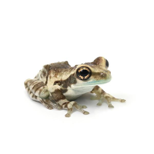 PF_SPQ　sfset　_hachu　Hylidae　カエル　オタマ　両生　両爬生体　jp1109　terra_seitai　asrwe58　ジュウジメ　ドクアマガエル　両生類生体　kaijyo　frog_1711　ミルキーフロッグ　＃モ...