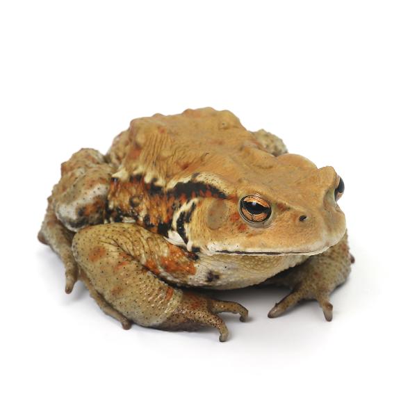 両生類）一点物 アズマヒキガエル WC個体 Lサイズ