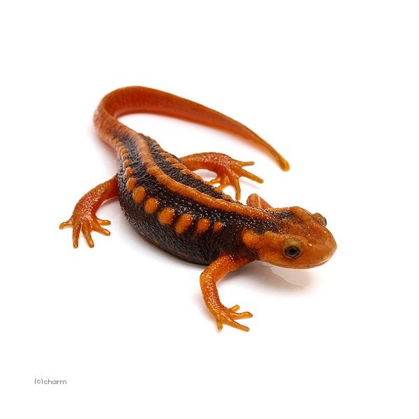 PF_SPQ　Urodela　熱帯魚・エビ他　ザリガニ・その他生体　Ambystomatidae　両爬生体　亀・爬虫類サラマンダー　amp_Salamander　terra_seitai　kokuubinn_ng　reptile_datab...