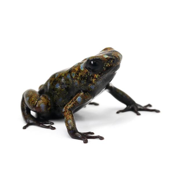 PF_SPQ　_hachu　sfset　カエル　オタマ　両生　両爬生体　亀・爬虫類カエル　シルバティカ　シトゥワ amp_Frog　amp_Land_Frog　terra_　kokuubinn_ng　reptile_databas　Cana...