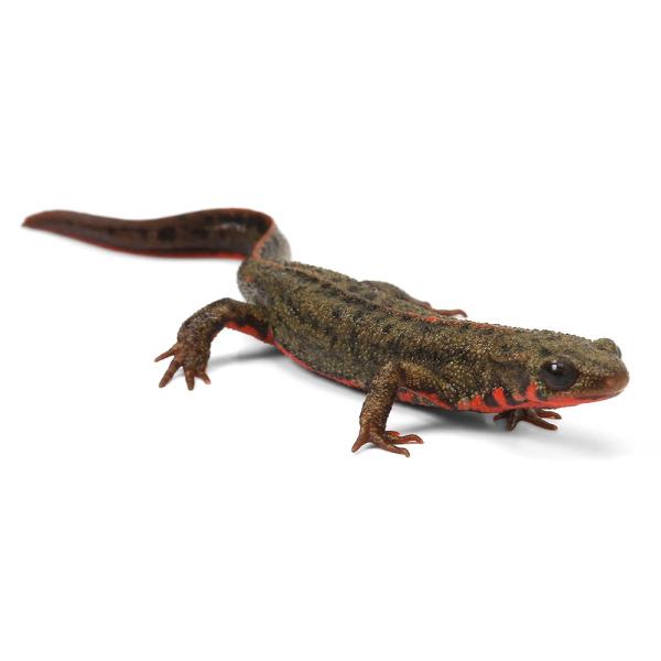 PF_SPQ　Urodela　熱帯魚・エビ他　ザリガニ・その他生体　両爬生体　亀・爬虫類イモリ　アカハライモリ　terra_seitai　kokuubinn_ng　reptile_databas　Ｃｙｎｏｐｓ　ｐｙｒｒｈｏｇａｓｔｅｒ　レア...