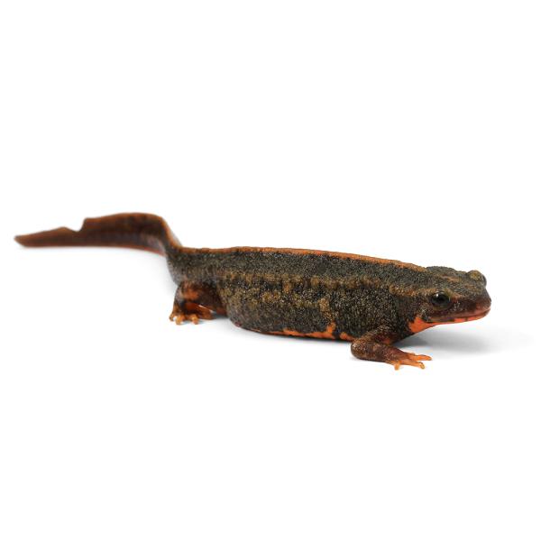 PF_SPQ　_kame　Urodela　熱帯魚・エビ他　ザリガニ・その他生体　両爬生体　亀・爬虫類イモリ　amp_Newt　▼アマミシリケンイモリ　terra_seitai　kokuubinn_ng　_hachu　reptile_data...