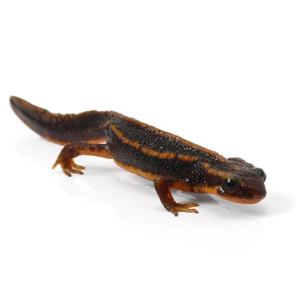 PF_SPQ　_kame　Urodela　熱帯魚・エビ他　ザリガニ・その他生体　両爬生体　亀・爬虫類イモリ　amp_Newt　▼アマミシリケンイモリ　terra_seitai　kokuubinn_ng　_hachu　reptile_data...