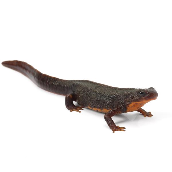 PF_SPQ　_kame　Urodela　熱帯魚・エビ他　ザリガニ・その他生体　両爬生体　亀・爬虫類イモリ　amp_Newt　▼アマミシリケンイモリ　terra_seitai　kokuubinn_ng　_hachu　reptile_data...