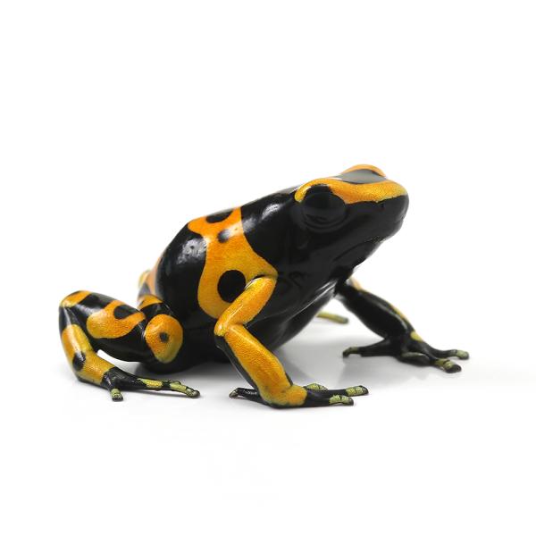 PF_SPQ　カエル　生体　_hachu　sfset　Dendrobatidae　オタマ　両生　両爬生体　亀・爬虫類カエル　amp_Frog　amp_Land_Frog　terra_seitai　kokuubinn_ng　reptile_d...